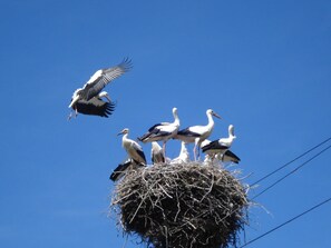 Storchennest am Haus