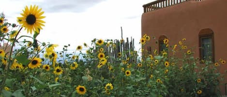 Bountiful autumn sunflowers introducing Casita Luminosa cabin