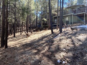 Can you see the Deer in our backyard.