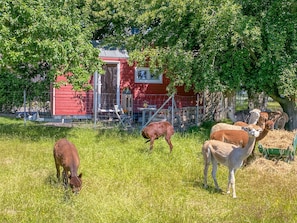 Tiny House auf der Alpaka-Farm