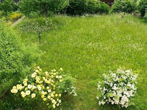 Boendeområde