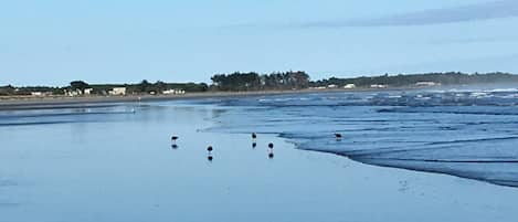 carters beach @ low tide taken by PDX Maria