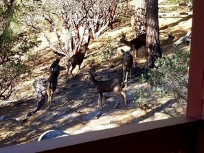 You may get some visitors from the local wildlife; view from the home