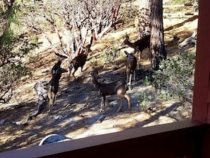 You may get some visitors from the local wildlife; view from the home