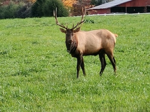 View Elk from the back Deck!