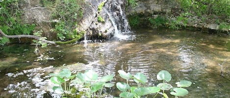 Natural spring-fed ponds and creeks provide ample water for our wildlife.