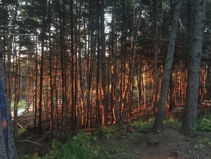 Woods alongside the backyard.