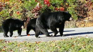 Bears stroll down the street in front of the chalet