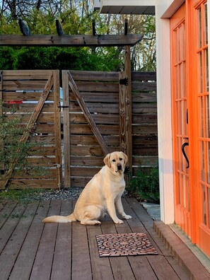 Sweet Seamus waiting to be let in after a day chasing butterflies on the trail.