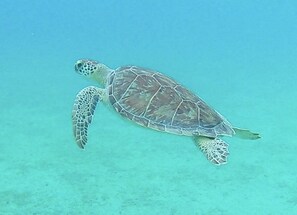 Turtles are abundant throughout St. Croix!