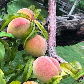 Pick the peaches off the trees in late summer. 