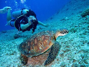 Diving  everywhere along the coast and also at Blue Bay