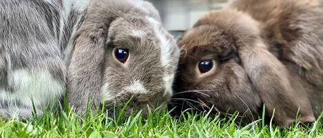 Welcome to our city farm! Holland lops Taffy and Toffee love visits from kids.