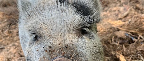Spud Muffin McGhee is our resident mini pig 