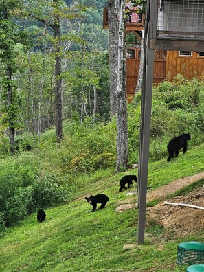 Bears seen from the deck