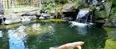 Koi fish pond in the backyard