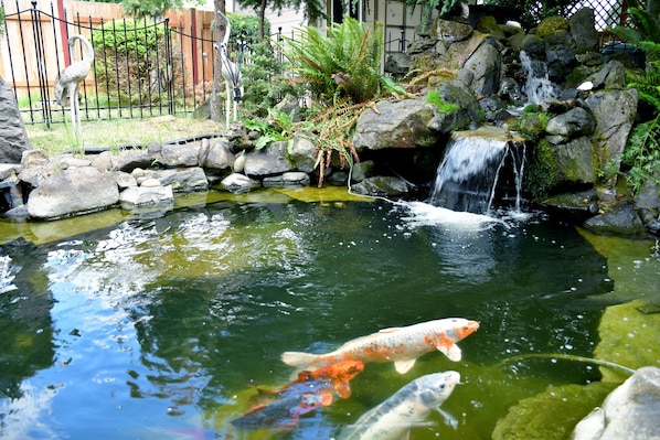 Koi fish pond in the backyard