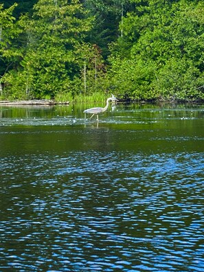 Lago
