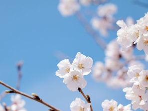 ・ There are spots where you can see cherry blossoms around the facility