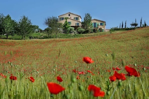 Casa Lola and Poppy field
