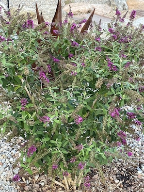 Butterfly Bushes abound on the property!  Have you noticed all the butterflies?