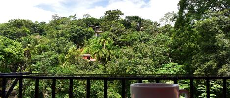 Panoramic jungle view