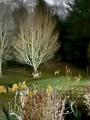 Front yard with Nature residents of Humpback Estate