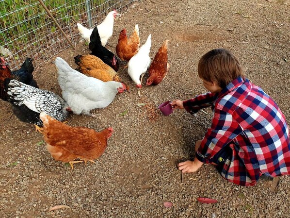 Hand feeding the chickens