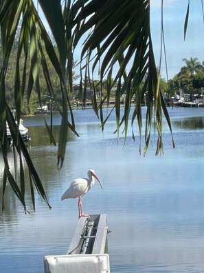 Canal view