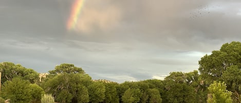 Our vineyard view after a summer rain shower