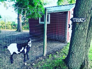 BamBam the Goat ! He loves treats and guests!