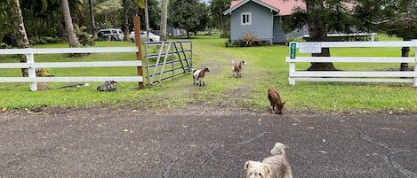 Terrenos do alojamento