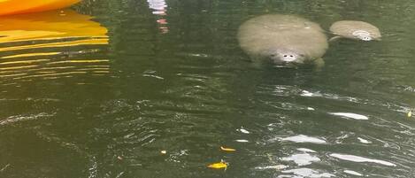 Manatees 