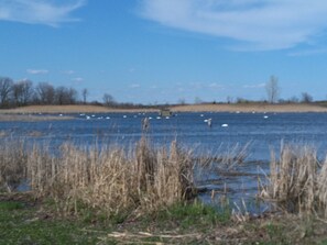 Marsh wildlife
