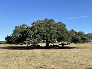 Our favorite and laziest of all our oak trees.