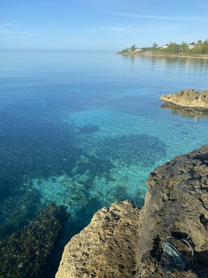 Snorkeling from the back of Caribbean Dream