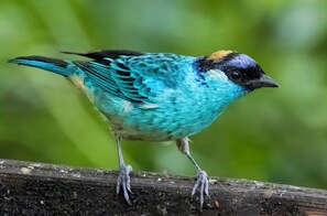 Golden-naped tanager