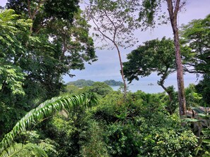 View from deck- jungle and ocean 