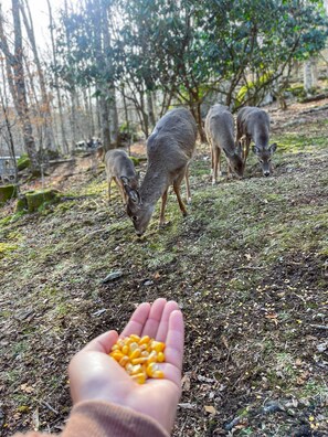 Deer in Backyard