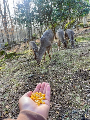 Deer in Backyard
