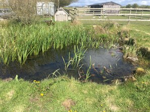 The pond.