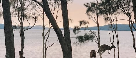 Overnatningsstedets område