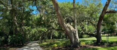 Beautiful, wooded lot with sprawling oak trees, in a quiet neighborhood.