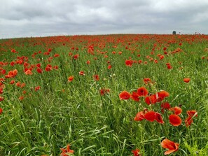 Landscape Radom 