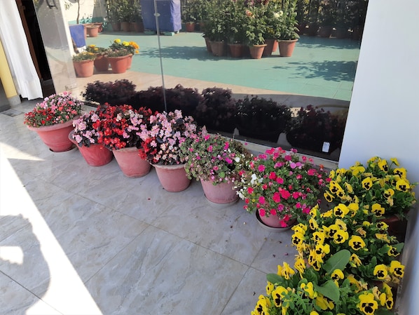 Terrace of One BHK Apartment SA2