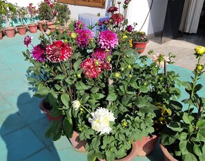 Terrace of One BHK Apartment SA2