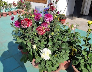 Terrace of One BHK Apartment SA2