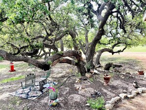 Big Oak Tree