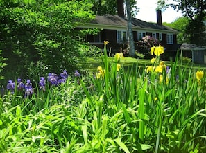 Lush gardens, including raspberry bushes with delicious berries!