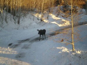 Wintersport/Ski